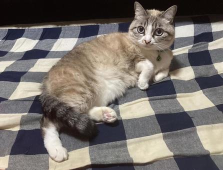 カメラ目線の写真