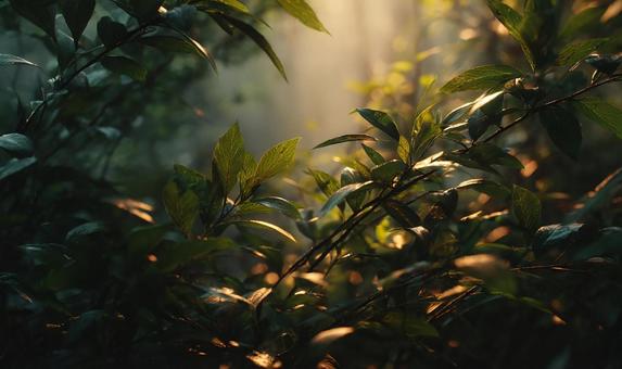 深緑の中に光が差し込む癒やしの森 深緑の中に光が差し込む癒やしの森の写真