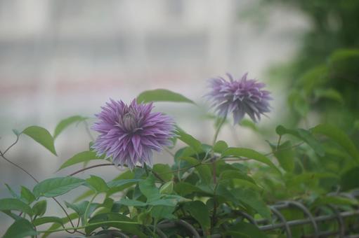 クレマチスの写真