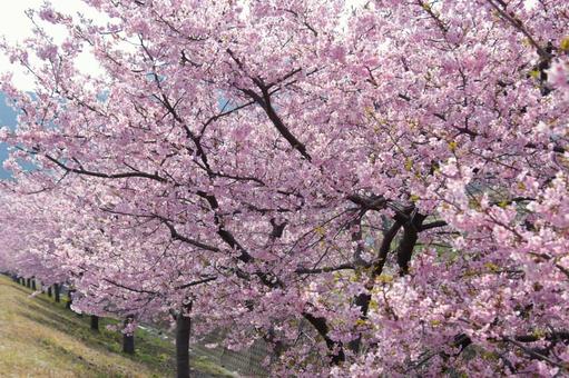満開の河津桜 満開の河津桜の写真