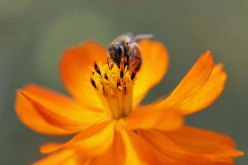 花とミツバチ 花とミツバチの写真