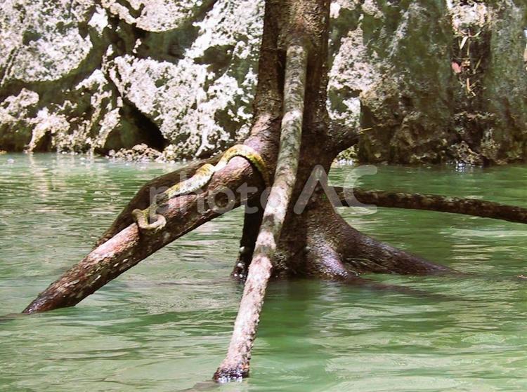 木の根にいる蛇 木,根っこ,蛇の写真素材