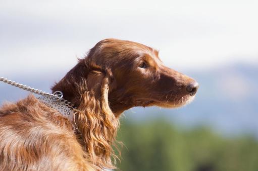 アイリッシュセッターのポートレート 犬,アイリッシュセッター,セッターの写真素材