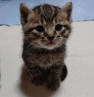 子猫のおどけなさの写真