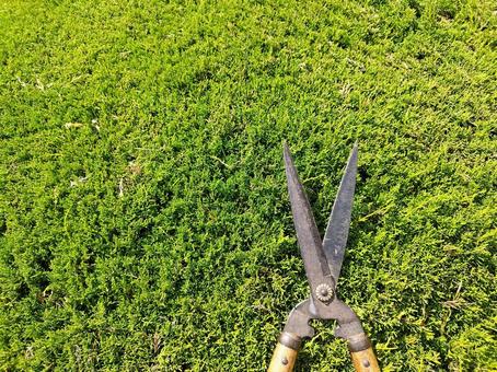 常緑樹と剪定ばさみ 常緑樹と剪定ばさみ 常緑樹,木,ハサミの写真素材