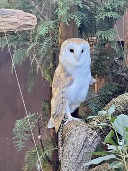 フクロウ フクロウ,ふくろう,動物の写真素材