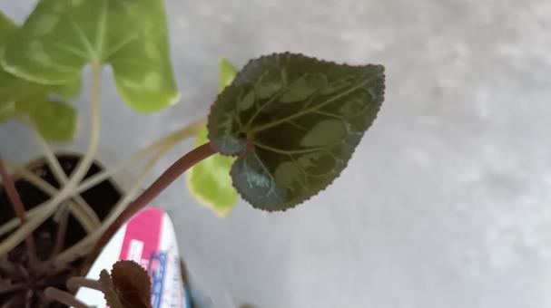 シクラメンの球根から新しい芽が出てきた シクラメンの球根から新しい芽が出てきたの写真