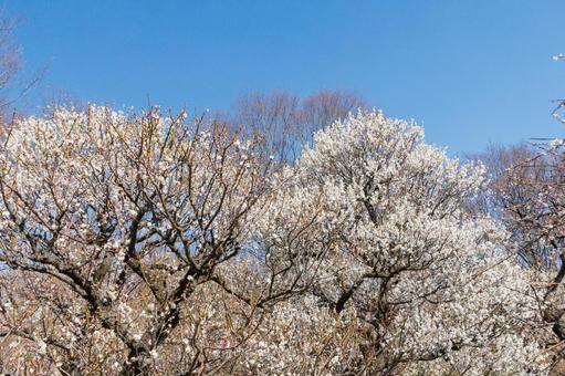 青空に映える満開の白梅 梅,迎春,梅の花の写真素材
