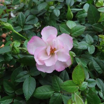 バラ（ミニバラ） バラ,ミニバラ,薔薇の写真素材