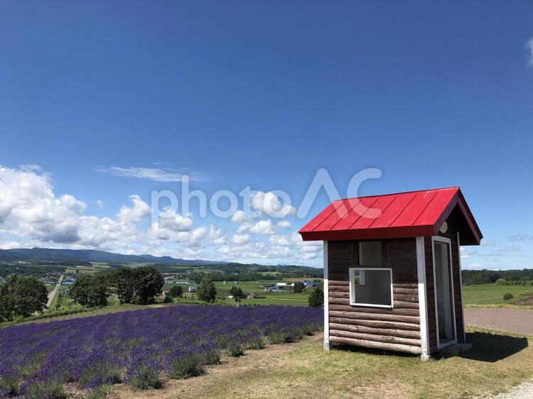富良野のラベンダー畑と赤い小屋 家,何人もありません,自然の写真素材