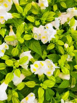Photo, torenia, গ্রীষ্মের বেগুনি, উদ্যানপালন, 