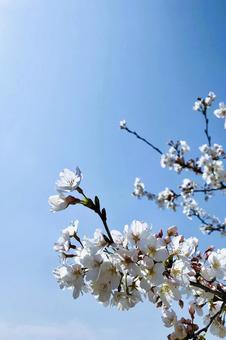 桜の花 桜の花の写真