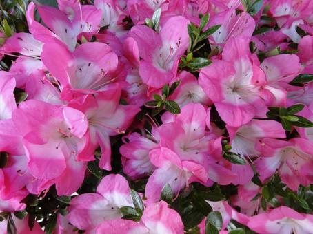 	鮮やかに咲き誇るつつじの花(アップ） つつじ,ツツジ科,春の写真素材