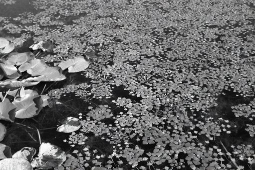 水草 水草の写真