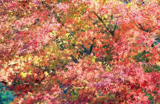 鮮やかなもみじの紅葉の写真