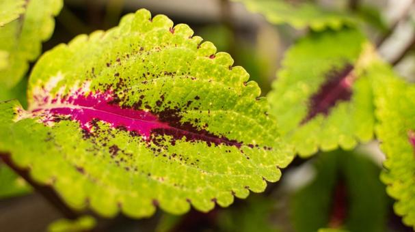 庭に植えたコリウスの葉っぱの接写 庭に植えたコリウスの葉っぱの接写の写真