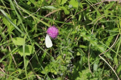 アザミの花にとまるモンシロチョウ モンシロチョウ,アザミ,花の写真素材