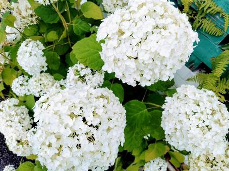 あじさいの写真