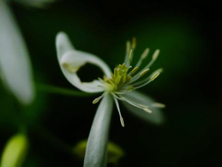 センニンソウの写真