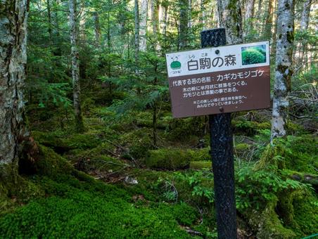 白駒の森 白駒の森の写真