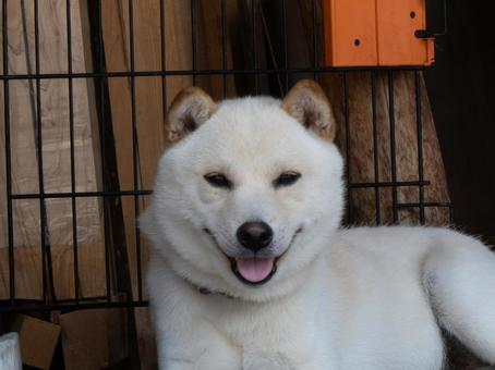 笑顔が素敵な白柴犬 笑顔が素敵な白柴犬の写真