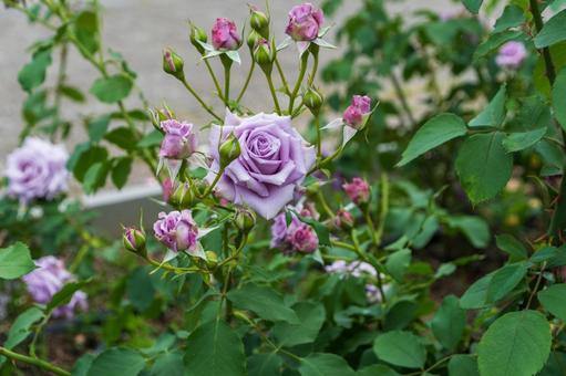 優美な紫色のバラの写真