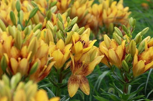 ユリ ユリ,花,花びらの写真素材
