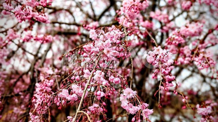 枝垂れ桜 春,自然,風景の写真素材