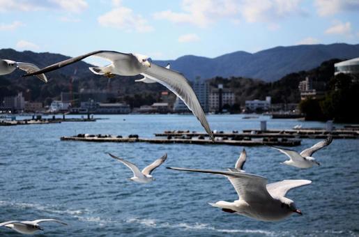 Ise Shima Island Tour and Seagull, JPG Ise Shima Island Tour and Seagull, 도바 만, 돌고래 섬, 견인, JPG
