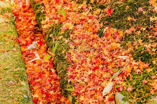 Fallen autumn leaves, JPG