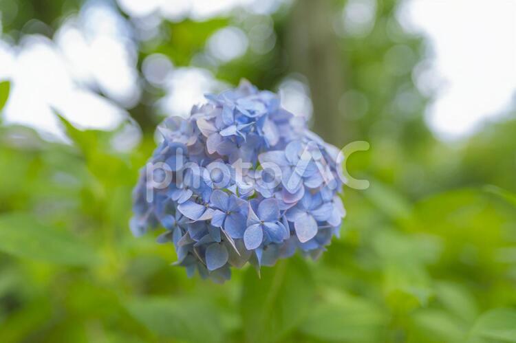梅雨の季節に映える紫陽花の花 紫陽花,あじさい,梅雨の写真素材