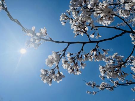 桜 桜の写真