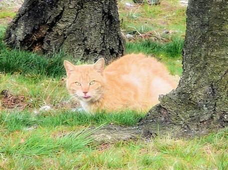 猫 猫の写真