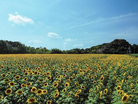 一面のひまわり畑 一面のひまわり畑 ひまわり,向日葵,ひまわり畑の写真素材