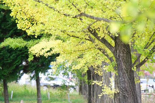 銀杏 銀杏,秋,自然の写真素材
