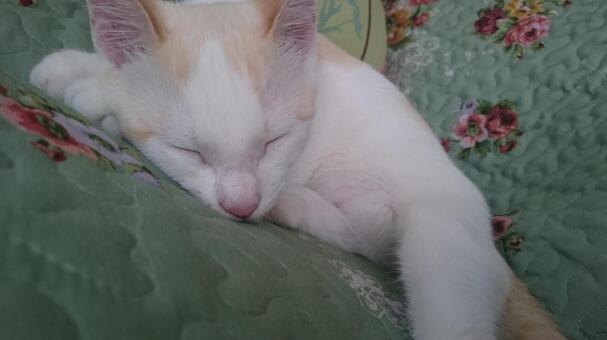 Sleeping cat, homely, mamalia, adorable, JPG