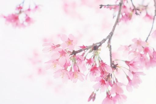 春のピンクの優しい桜の花の写真