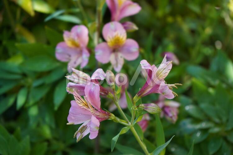庭の花 アルストロメリア,庭の花,春の花の写真素材