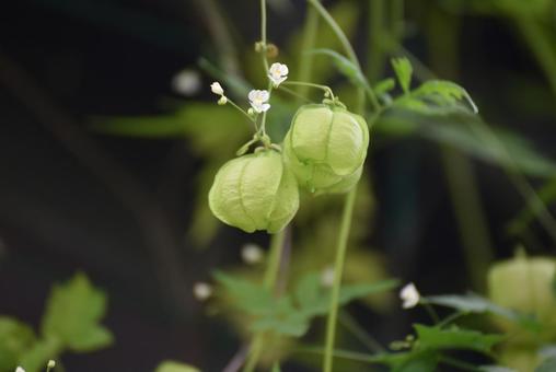 フウセンカズラを撮りました フウセンカズラを撮りましたの写真