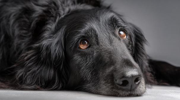 黒い毛並みが美しい老犬のポートレート 黒い毛並みが美しい老犬のポートレートの写真