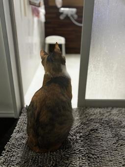 お風呂待ち　ミケ ミケ,三毛猫,お風呂待ちの写真素材