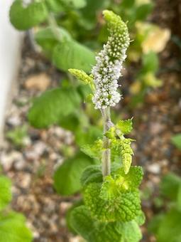 mint flower spike early summer fresh herb, JPG