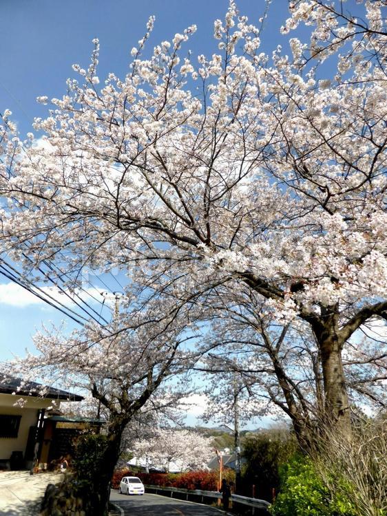 桜の木が空を覆う郊外の桜並木道 サクラ,木,花の写真素材