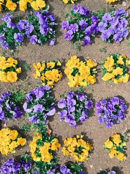 パンジーの写真