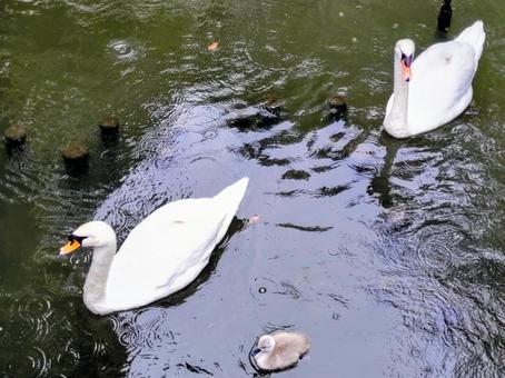 倉敷川を泳ぐ白鳥の親子 倉敷川を泳ぐ白鳥の親子の写真