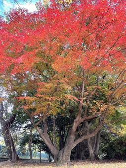 Autumn_one tree, autumn leaves, maple, autumn, JPG