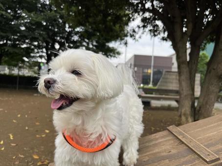 ドッグランで遊ぶ犬 ドッグランで遊ぶ犬 犬,マルチーズ,ドッグランの写真素材