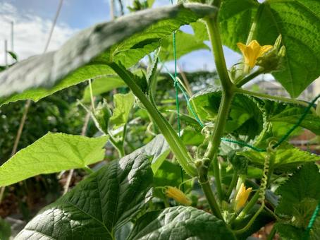 夏の終わりの畑の胡瓜 夏の終わりの畑の胡瓜 キュウリ,ツル,葉の写真素材