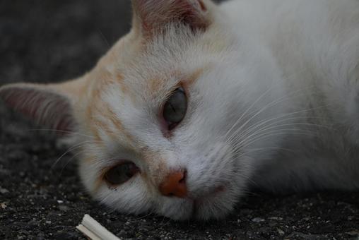 かわいい かわいい チャトラ,癒される,にゃんこの写真素材