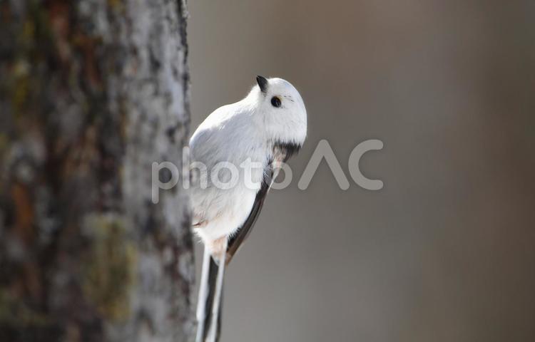 いい顔シマエナガ」 シマエナガ,野鳥,ふわふわの写真素材